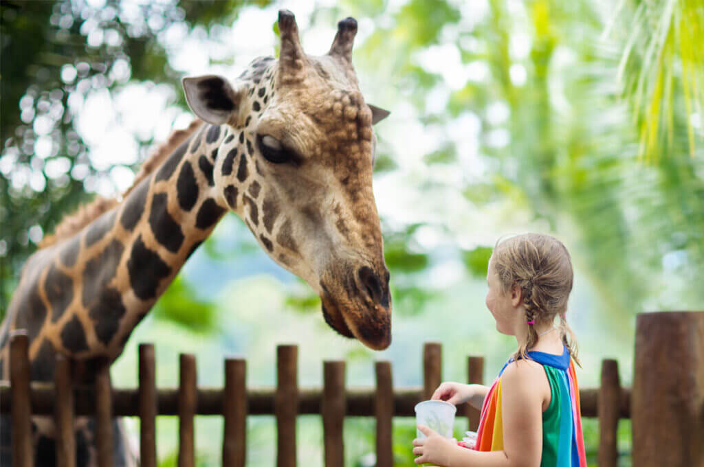 Young girl feeding a giraffe